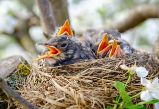 Read more about the article Global Warming is Leading to a Decrease  in the Number of Nestlings among Migrating Birds